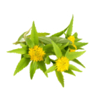 Rhodiola